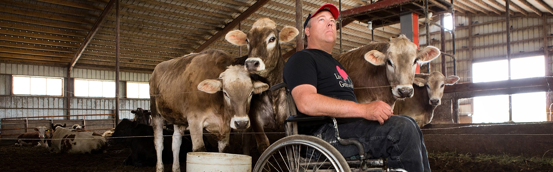 A farmer in a wheelchair with cows behind him.